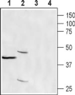 EFCAB4B Antibody in Western Blot (WB)