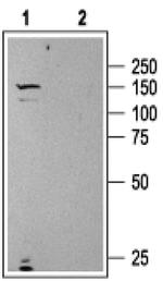 Urotensin II Receptor Antibody in Western Blot (WB)