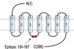 Urotensin II Receptor Antibody