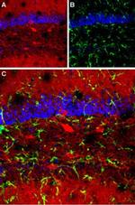 GABRA1 (extracellular) Antibody in Immunohistochemistry (IHC)