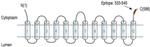 VGLUT3 Antibody