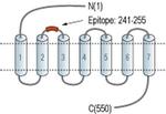 GLP2R (extracellular) Antibody