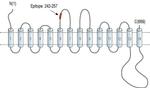 SGLT2 (extracellular) Antibody