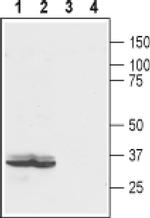 EDG4 (extracellular) Antibody in Western Blot (WB)