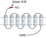 EDG4 (extracellular) Antibody