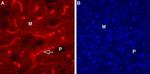 CHRM1 Antibody in Immunohistochemistry (IHC)