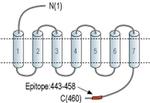 CHRM1 Antibody