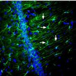 Nectin 2 (extracellular) Antibody in Immunohistochemistry (Frozen) (IHC (F))