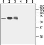 Nectin 2 (extracellular) Antibody in Western Blot (WB)