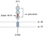 Nectin 2 (extracellular) Antibody