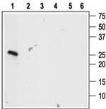 proBDNF Antibody in Western Blot (WB)
