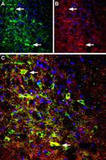 NTSR1 (extracellular) Antibody in Immunohistochemistry (Frozen) (IHC (F))