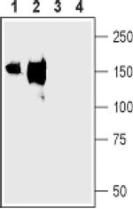 NKCC2 (extracellular) Antibody in Western Blot (WB)