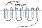 OPRK1 (extracellular) Antibody