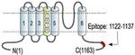 KCNH2 Antibody