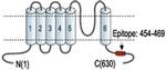 KV4.2 (KCND2) Antibody