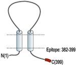 P2X1 Antibody