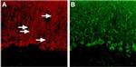 P2Y4 Antibody in Immunohistochemistry (IHC)