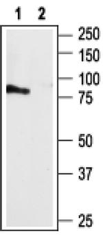 P2Y4 Antibody in Western Blot (WB)