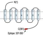 P2Y4 Antibody