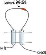 P2X2 (extracellular) Antibody