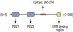 EBP50 Antibody