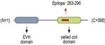 HOMER1 Antibody