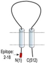 ASIC2a Antibody