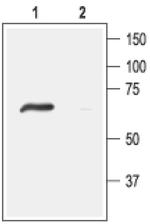 ASIC4 Antibody in Western Blot (WB)