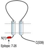 ASIC4 Antibody