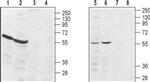 EDG3 (extracellular) Antibody in Western Blot (WB)