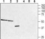 TAAR1 Antibody in Western Blot (WB)