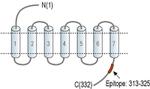 TAAR1 Antibody