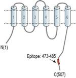 SLC30A1 Antibody