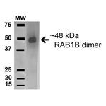 RAB1B Antibody in Western Blot (WB)