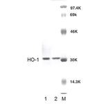 HO-1 Antibody in Western Blot (WB)