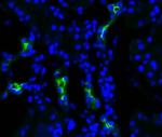 Aquaporin 2 Antibody in Immunohistochemistry (PFA fixed) (IHC (PFA))