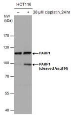 PARP1 (cleaved Asp214) Antibody in Western Blot (WB)