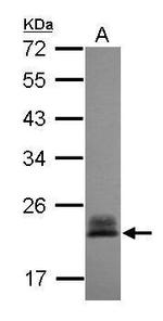 RhoC Antibody in Western Blot (WB)