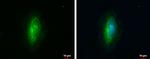 RhoGAP Antibody in Immunocytochemistry (ICC/IF)