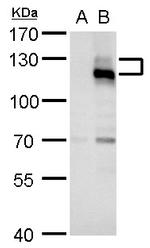 Axl Antibody in Western Blot (WB)