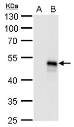 BMP-8B Antibody in Western Blot (WB)