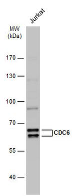 Cdc6 Antibody in Western Blot (WB)