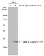 Phospho-CDK2 (Thr160) Antibody in Western Blot (WB)