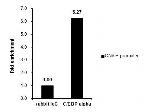 C/EBP alpha Antibody in ChIP Assay (ChIP)