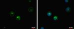 HLA-DQB1 Antibody in Immunocytochemistry (ICC/IF)