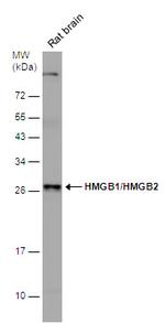 HMGB1/HMGB2 Antibody in Western Blot (WB)