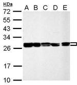 HMGB1/HMGB2 Antibody in Western Blot (WB)