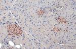 PDX1 Antibody in Immunohistochemistry (Paraffin) (IHC (P))