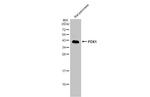 PDX1 Antibody in Western Blot (WB)